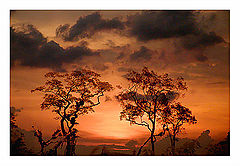 photo "Trees"