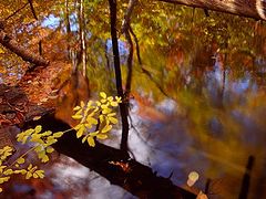 фото "Fall"