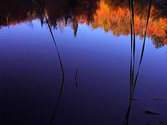 фото "Blues"