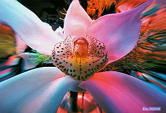 photo "Color and florets..."