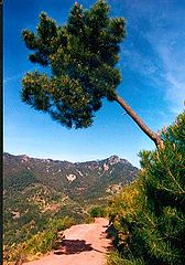 фото "The pine tree"