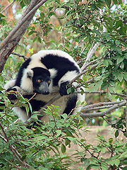 фото "Black and White Ruffed Lemur"
