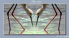 photo "tete  а tete"