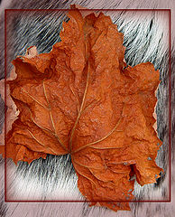 photo "Winter Leaf"