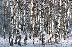 photo "Russian birches"