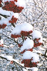 photo "Crunchy snow"