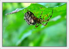 photo "Spiderman"