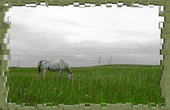 фото "Horse in a Field"