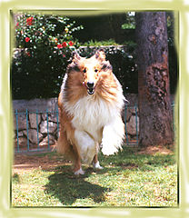 photo "The jump"
