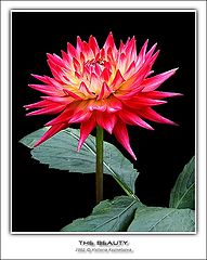 фото "The Beauty"