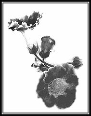 photo "Gloxinia"