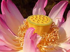 фото "Lotus Detail"