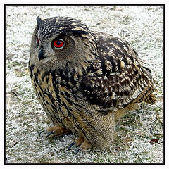 photo "Bubo bubo"