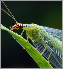 photo "Green Lacewing Portrait"
