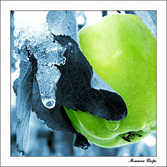 photo "Apple"
