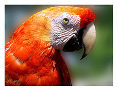 photo "Red macaw"