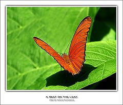 photo "A rest on the leaf"