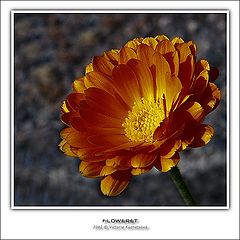 фото "Цветочек"