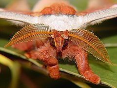 photo "Go ahead, make my day. Emperor gum moth"