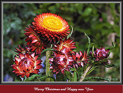 фото "Family of Everlasting Flowers"