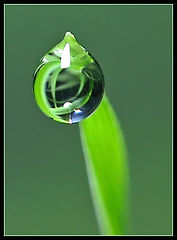 photo "Dew Drop"