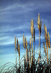 photo "winter"