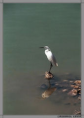 photo "the REFLECTED LONELINESS."