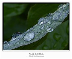 фото "The drops"