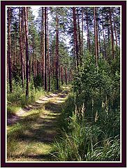 photo "Wood road"