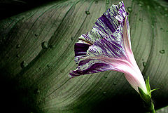 photo "natural light"