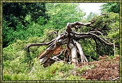 photo "Wood-Goblin"