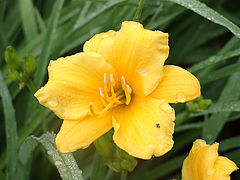 photo "Morning Dew On The Job"