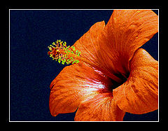 photo "Oranje dream"