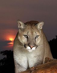 photo "Night Hunter"