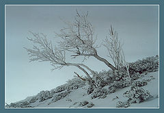 фото "Зимнее деревце"