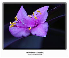 photo "Summer colors"