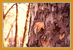 photo "Untitled photo"