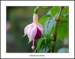 photo "Brincos-de-princesa (Fuchsia)"