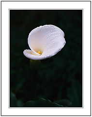 photo "***"