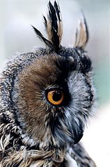 photo "The Look"
