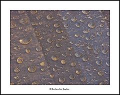 photo "After the rain II"