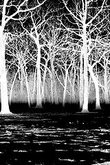 фото "Winter Woods"