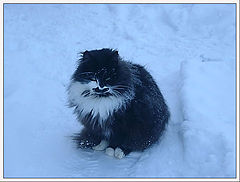 photo "Coldly!"