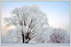 photo "Frost morning"