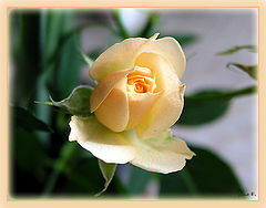 photo "Nice Rose"