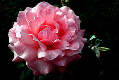 photo "lighted pink"