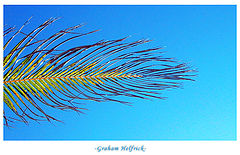 фото "Green Feather"