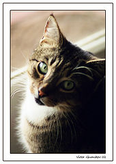 photo "The handsome / Milashka"