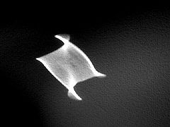 фото "Apparition"