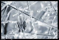 фото "замерзли"